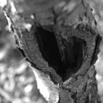 DSC_0099 DSC_0099